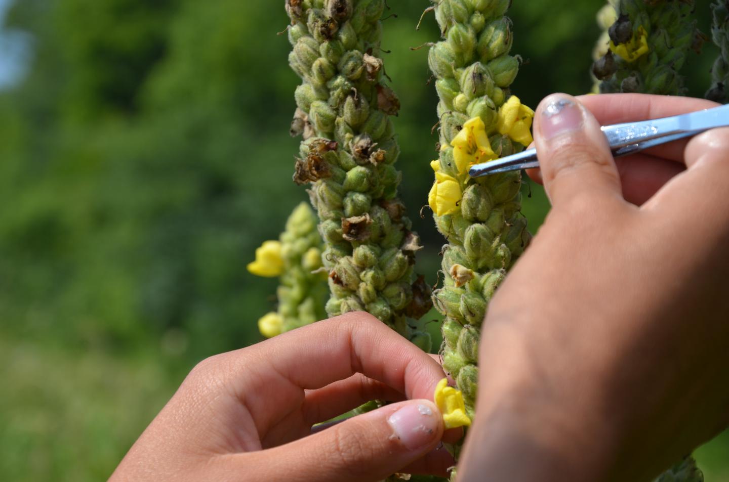 Pollen supplementation