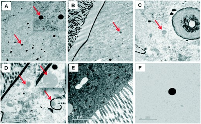 Researchers succeed in monitoring the "journey" of microplastics through the intestine of a living organism