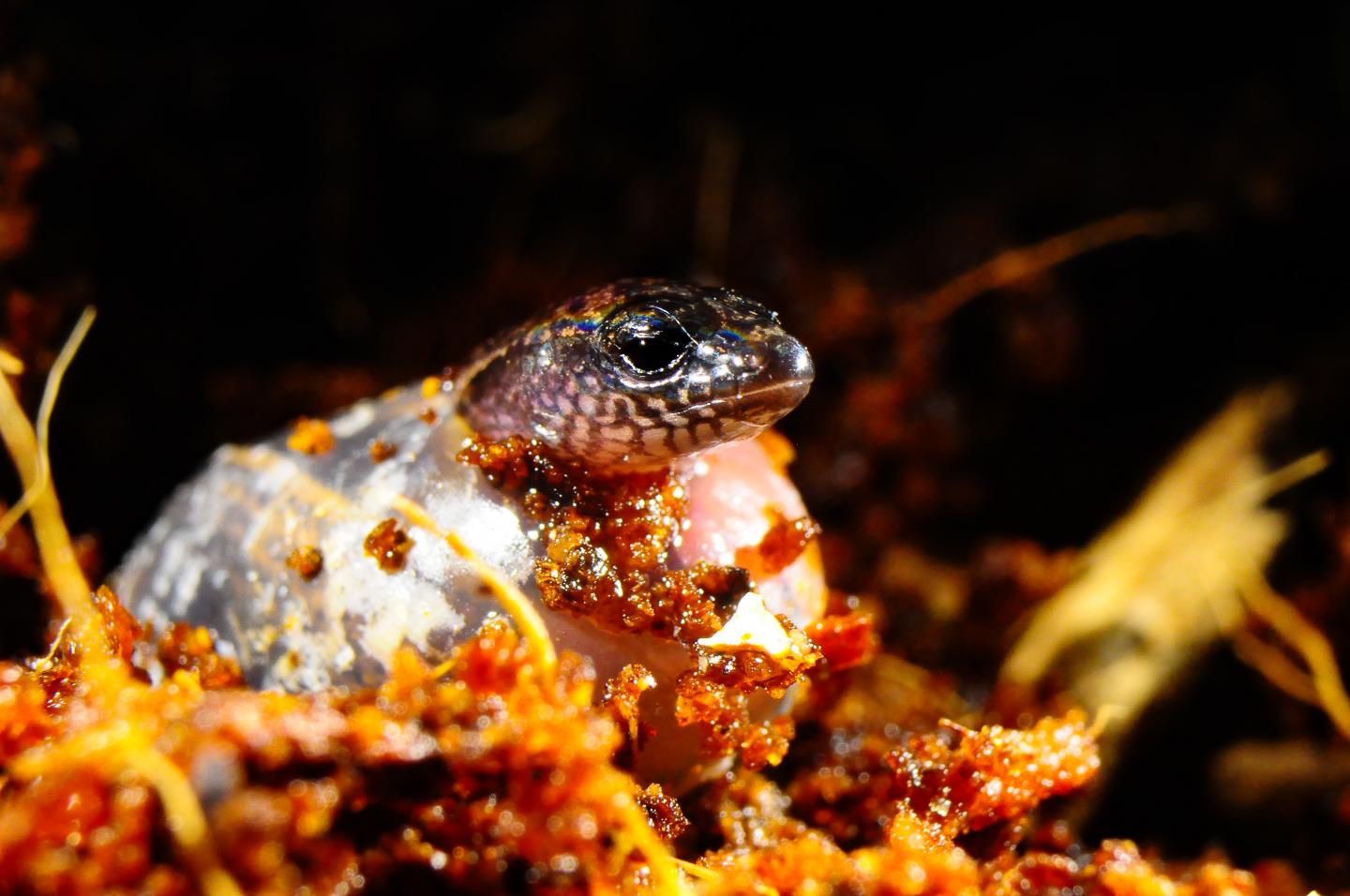 Three-Toed Skink Hatching From An Egg