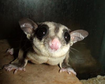 Sugar Gliders (<i>Petaurus breviceps</i>), Grey Short-Tailed Opossums (<i>Monodelphis domestica</i>)