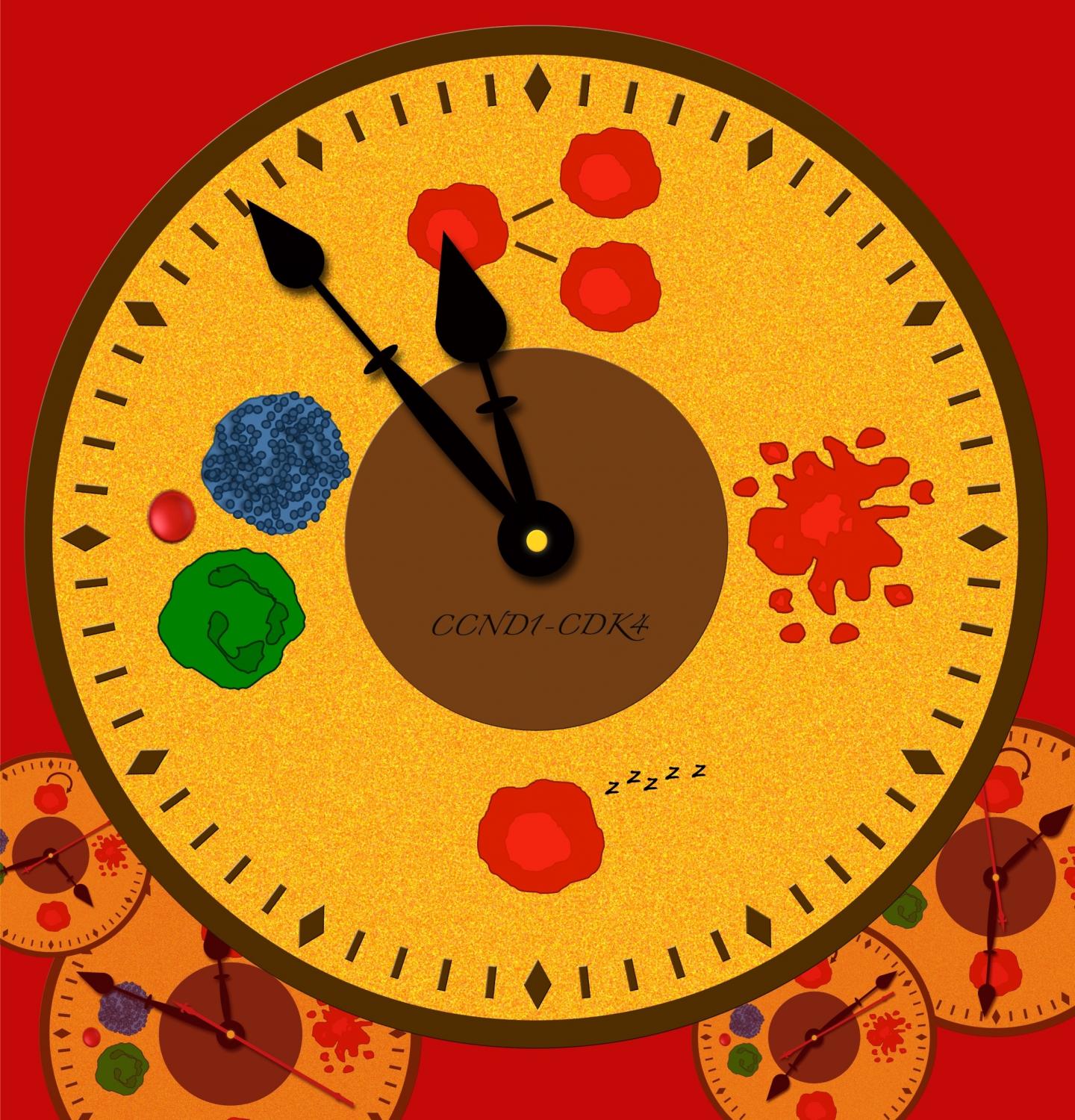 Blood Stem Cells in a Rush