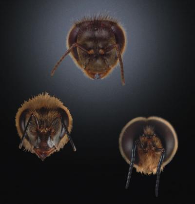 Honey Bee Morphology