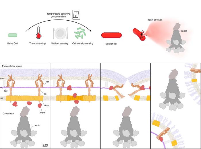 Model for differentiation of soldier cells and YenTc release.