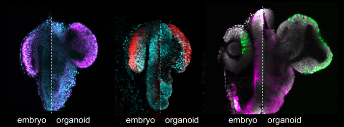 Retinal organoids