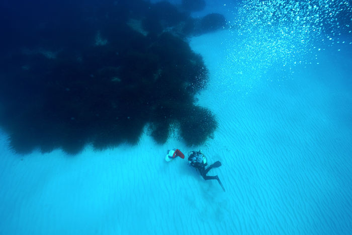 Mediterranean seagrass