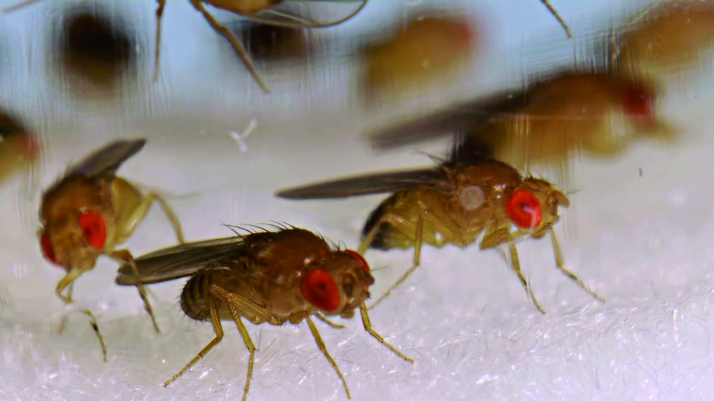 Fruit Flies