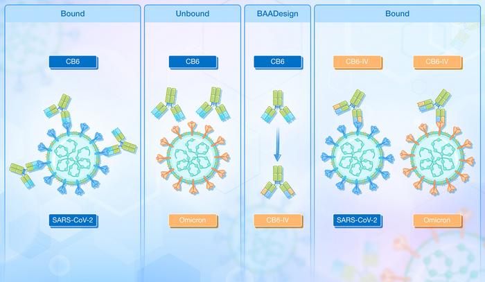 Diagram of BAADesign antibody design strategy