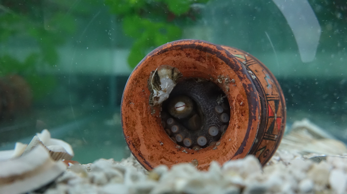 Octopus bimaculoides 4