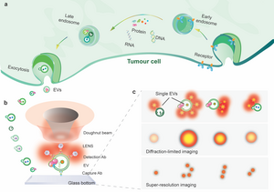 Figure 1. Schematic illustration of UCNPs for the super-resolution quantification of surface biomarkers on single tumour cell-derived sEVs.