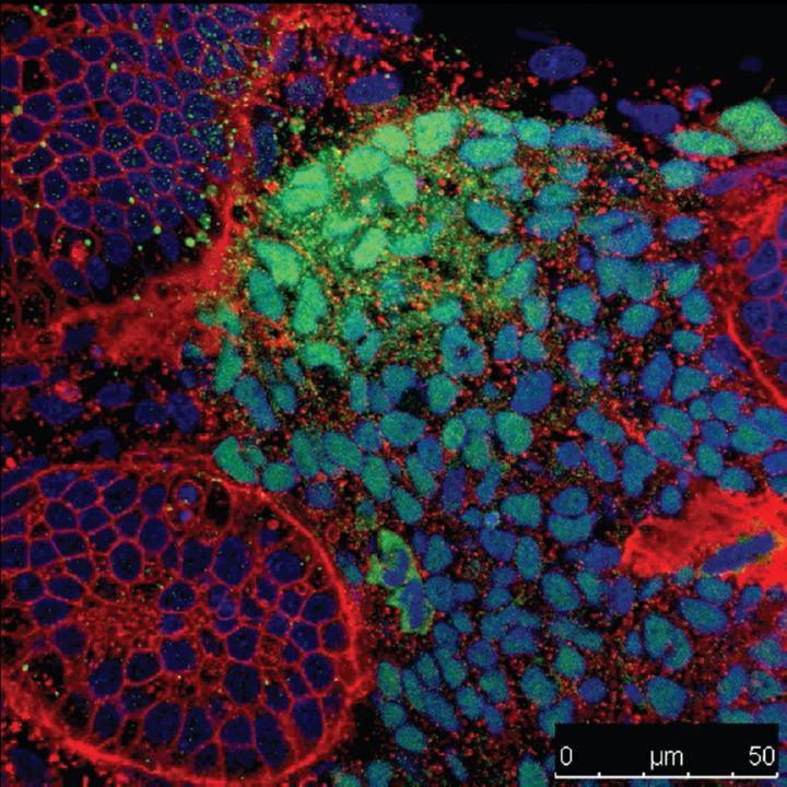 Embryonic Rat Kidney Cells