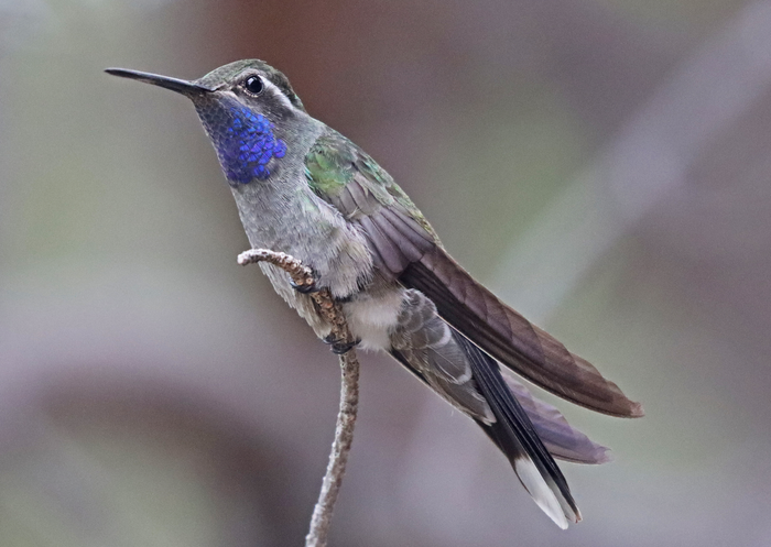 Blue-throated Mountain-gem