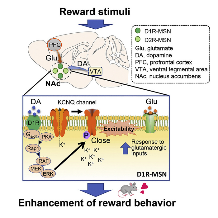 Graphical representation of dopamine-driven neuronal excitability via KCNQ channel phosphorylation for reward behavior