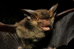 The Strange Big-eared Brown Bat, Histiotus alienus