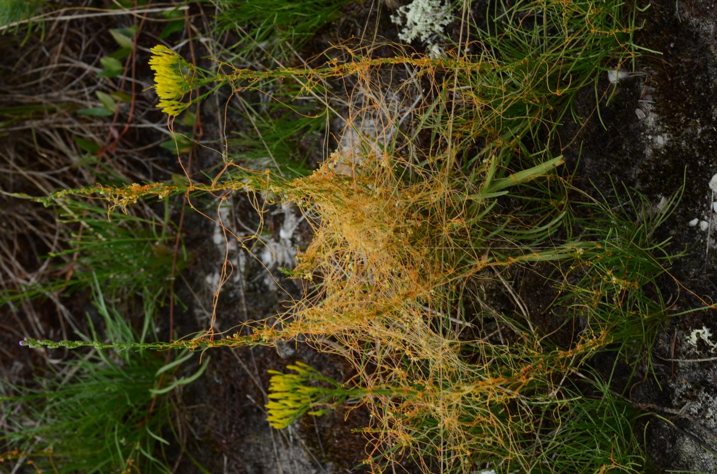 dodder-across-multiple-hosts-image-eurekalert-science-news-releases
