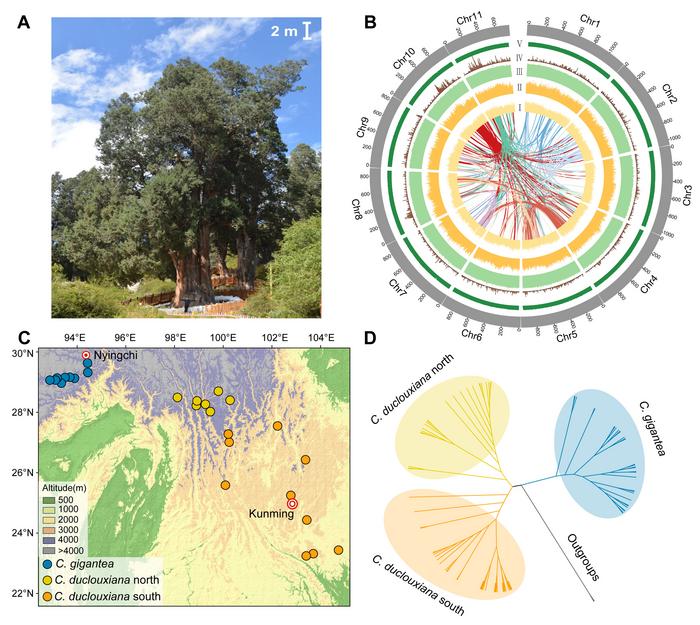 Habit, genomic landscape, geographic sampling, and phylogeny for Cupressus 106 gigantea.