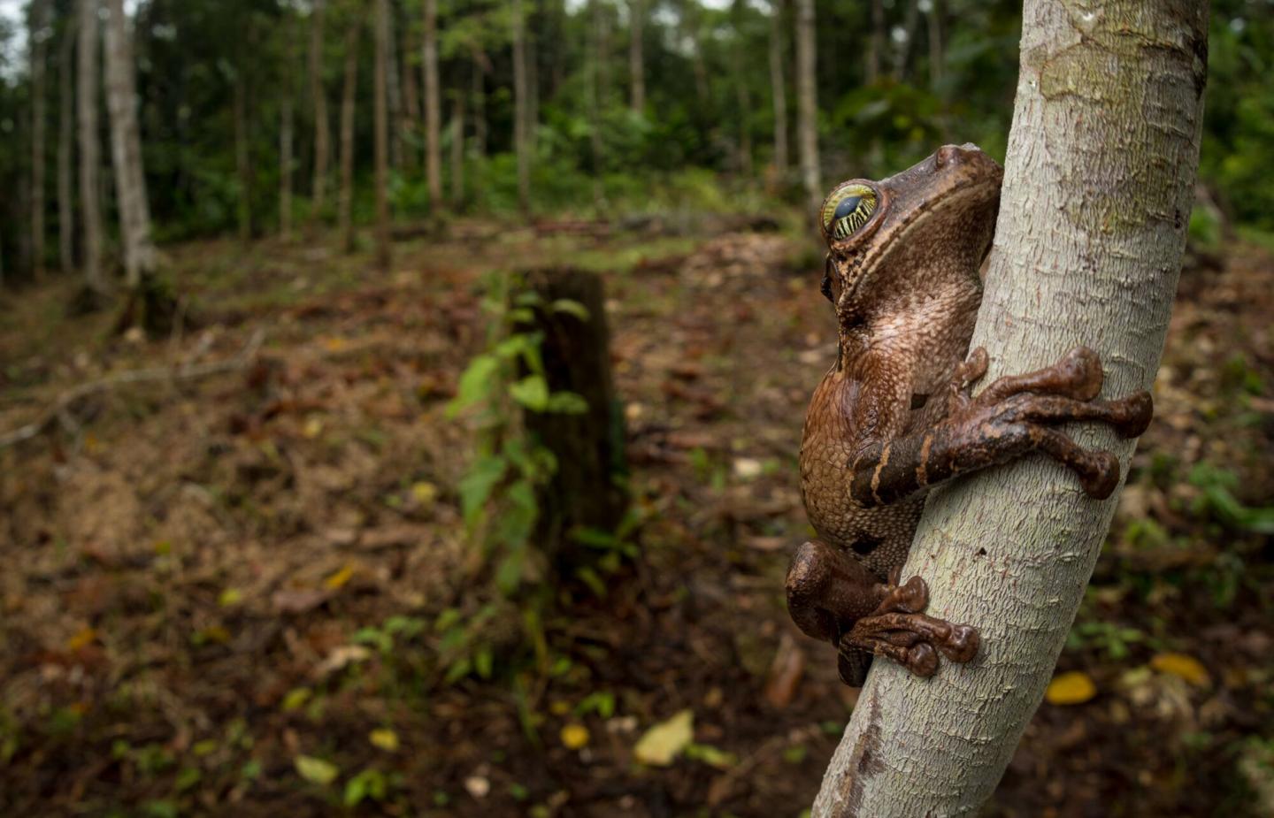Colombian Deforestation Victim
