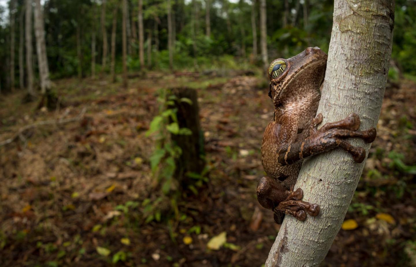 Colombian deforestation victim