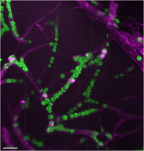 Green algae in tadpole blood vessels