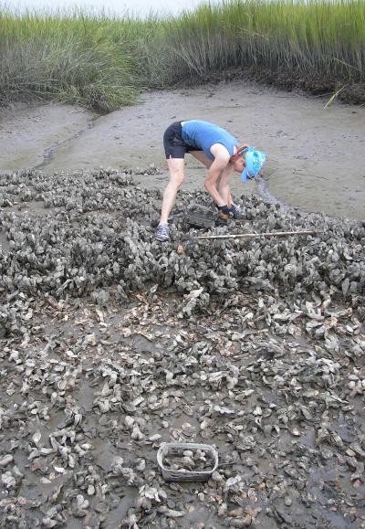 Examining Oyster Reefs