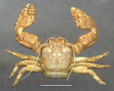 <i>Petrolisthes virgilius</i>