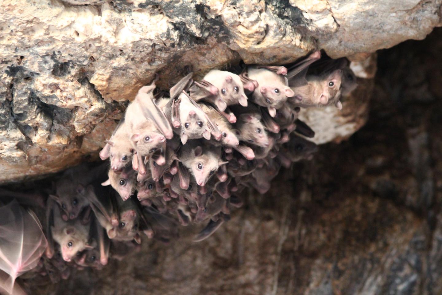 Bats Carefully Choose Their Interactions and Exhibit Consistent Foraging Strategies (3 of 7)