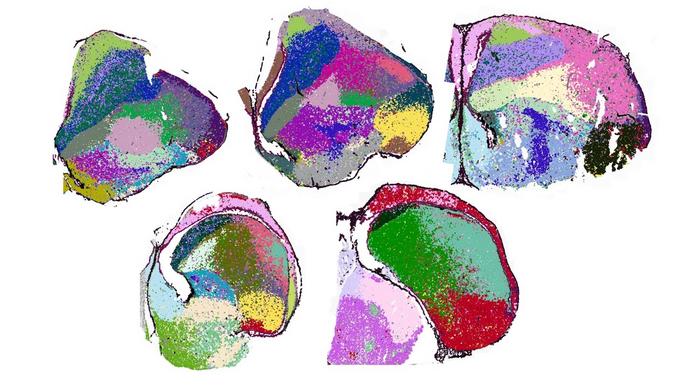 Distribution of the different neuron types in the chick brain (black or white background) II