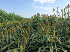 Many green sorghum plants grow in a field below a blue sky