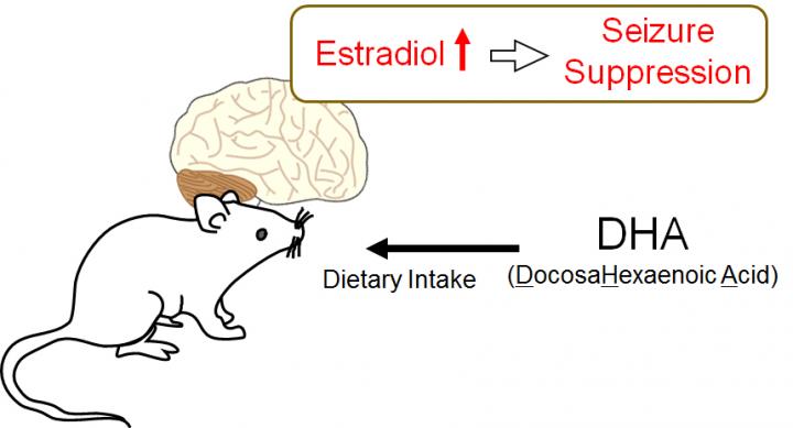 Diet Influences Seizure Suppression