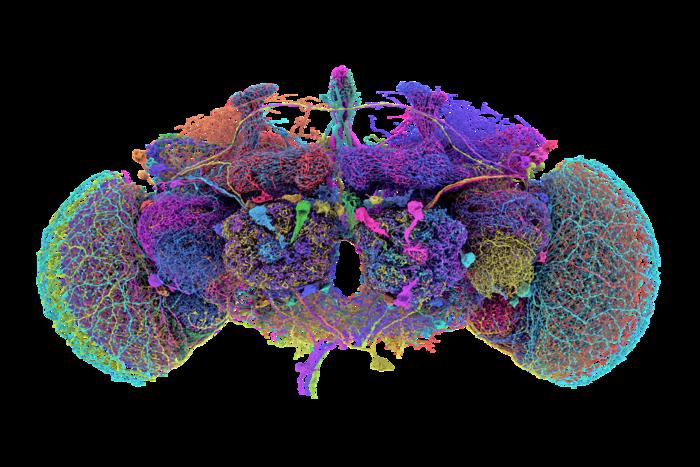 The 50 largest neurons of the fly brain connectome