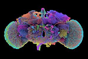 The 50 largest neurons of the fly brain connectome