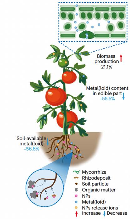 Nanomaterials can enter plants through above-ground tissues and root tissues. Soil rhizosphere microorganisms, soil particles, organic matter and rhizosphere deposits can also influence NM uptake in plants.