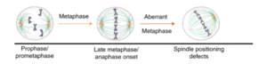 Dynamic crotonylation of EB1 by TIP60 ensures accurate spindle positioning in mitosis