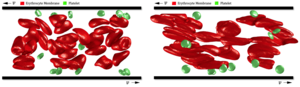Transport dissipation particle dynamics method was developed to simulate shear damage of red blood cells in real blood