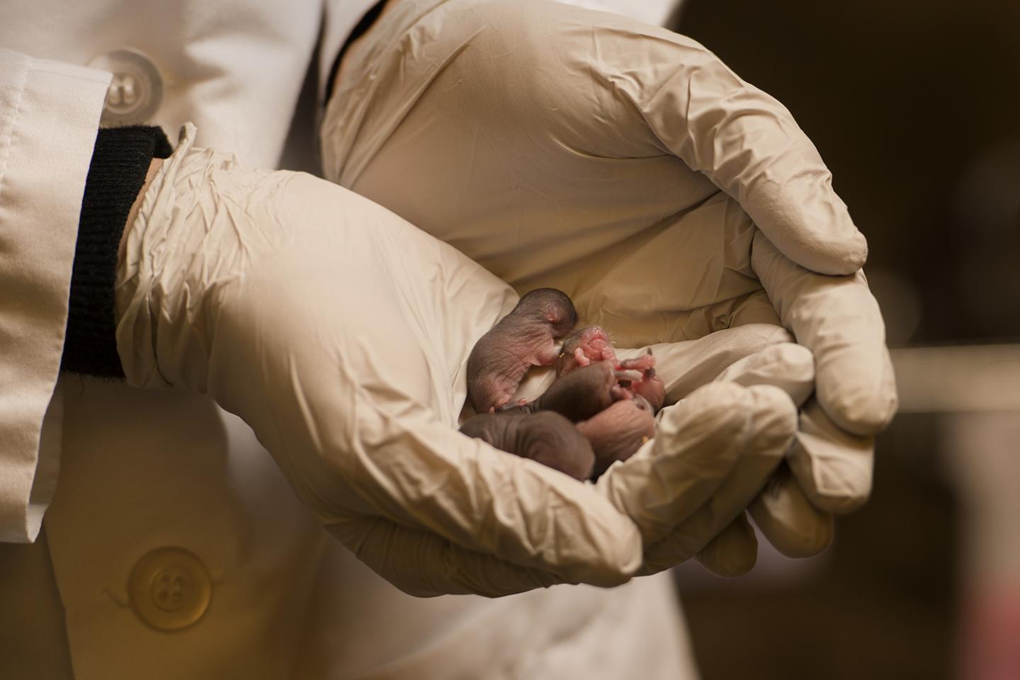 Child Development Experts Discover Potential Upside to Prenatal Stress