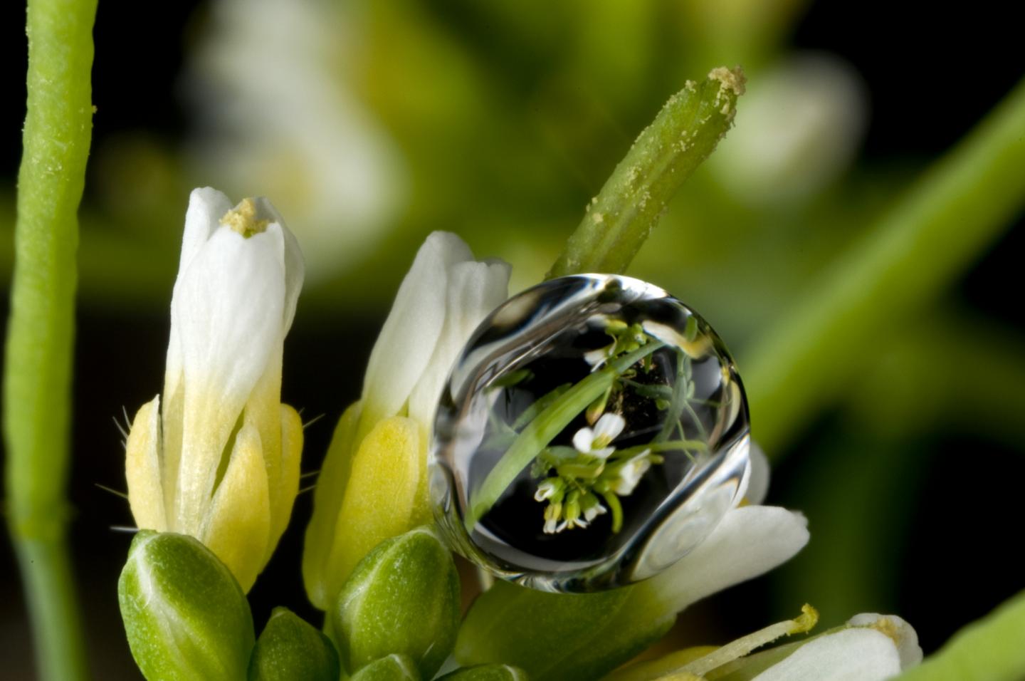 <i>Arabidopsis</i> Flower Water Droplet Reflection