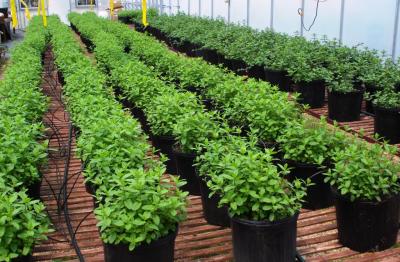 Using Wastewater to Enhance Mint Production