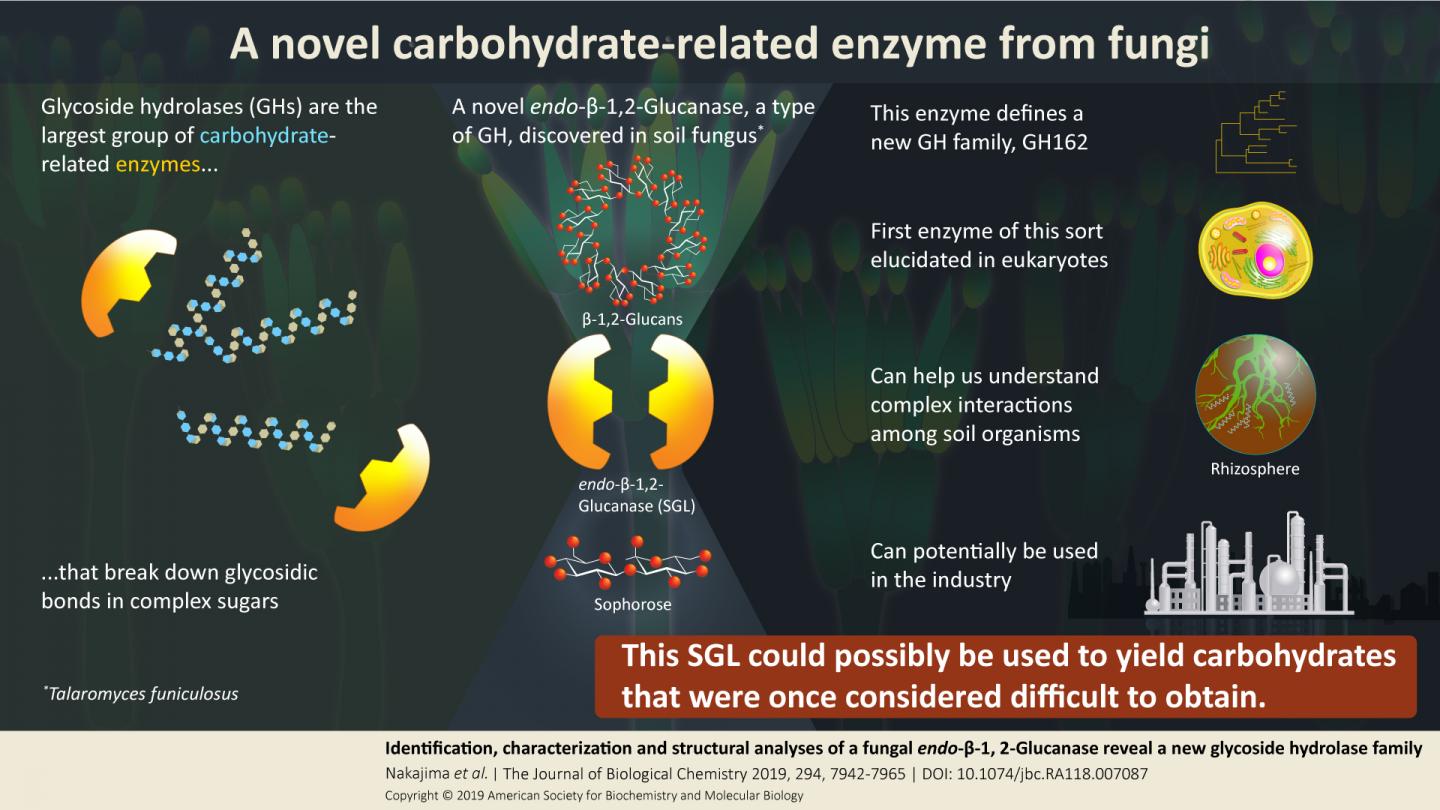 A Novel Carbohydrate-Related Enzyme from Fungi