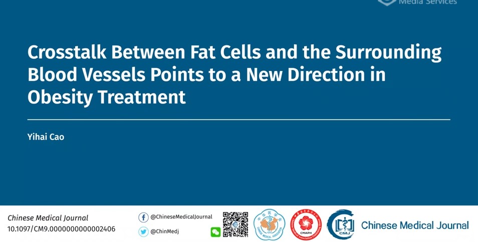 Crosstalk Between Fat Cells and Surrounding Blood Vessels Offer a New Direction in Obesity Treatment