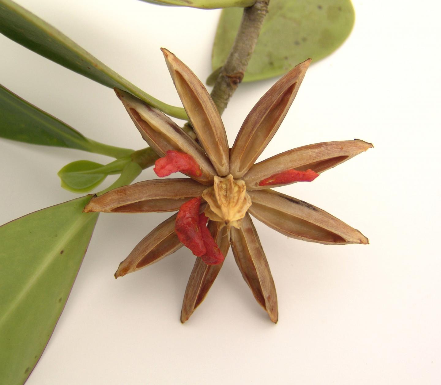 Clusia pratensis Fruit