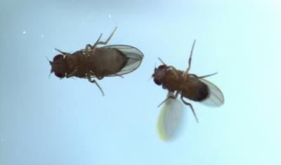 Fruitflies Courting