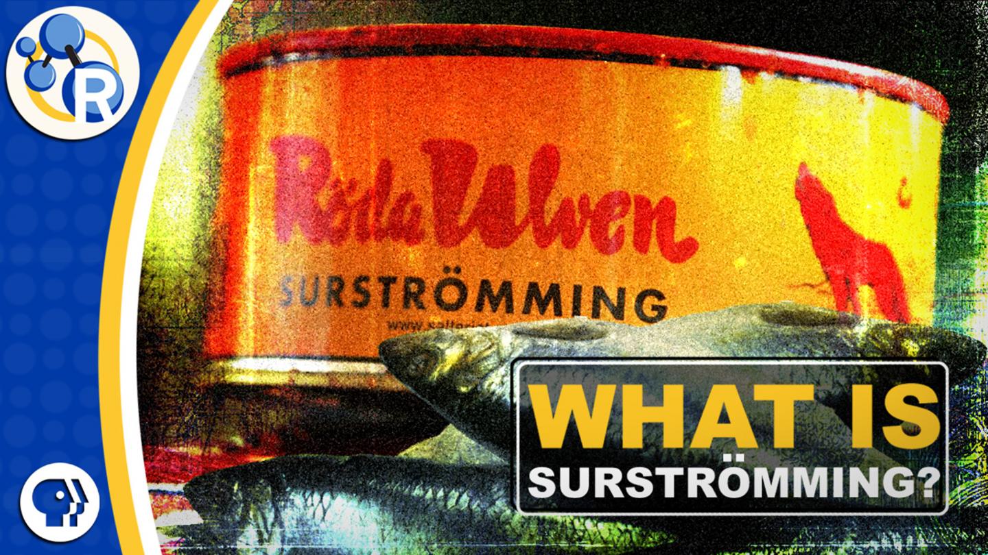 Swedish Surströmming: The World's Smelliest Food