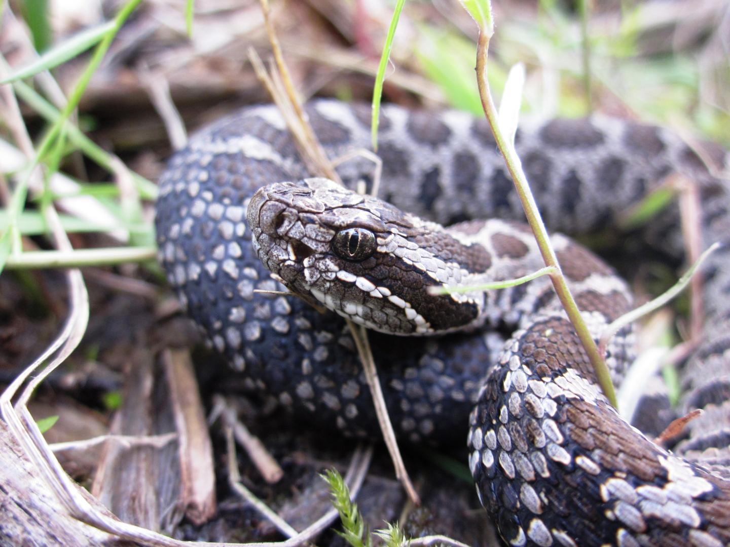 Juvenile Eastern Massasauga
