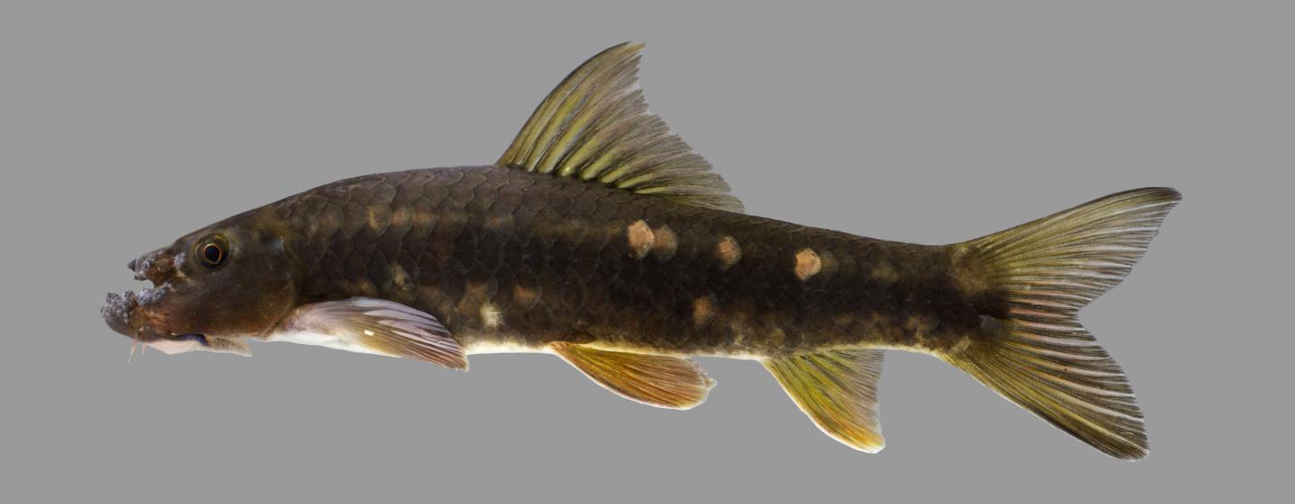 Bizarre-Looking Minnow Sports Deeply Grooved Forehead