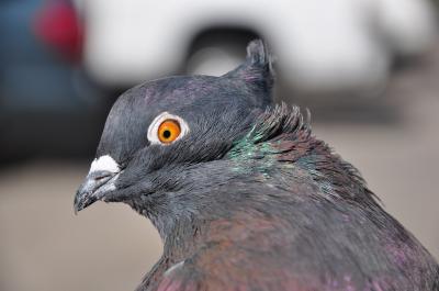 Indian Fantail Pigeon with Peak Crest