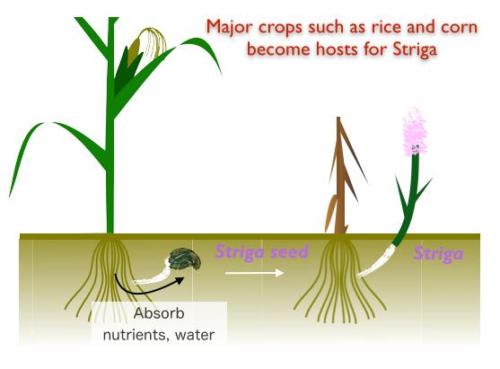 <em>Striga</em> Parasitism on Major Crops