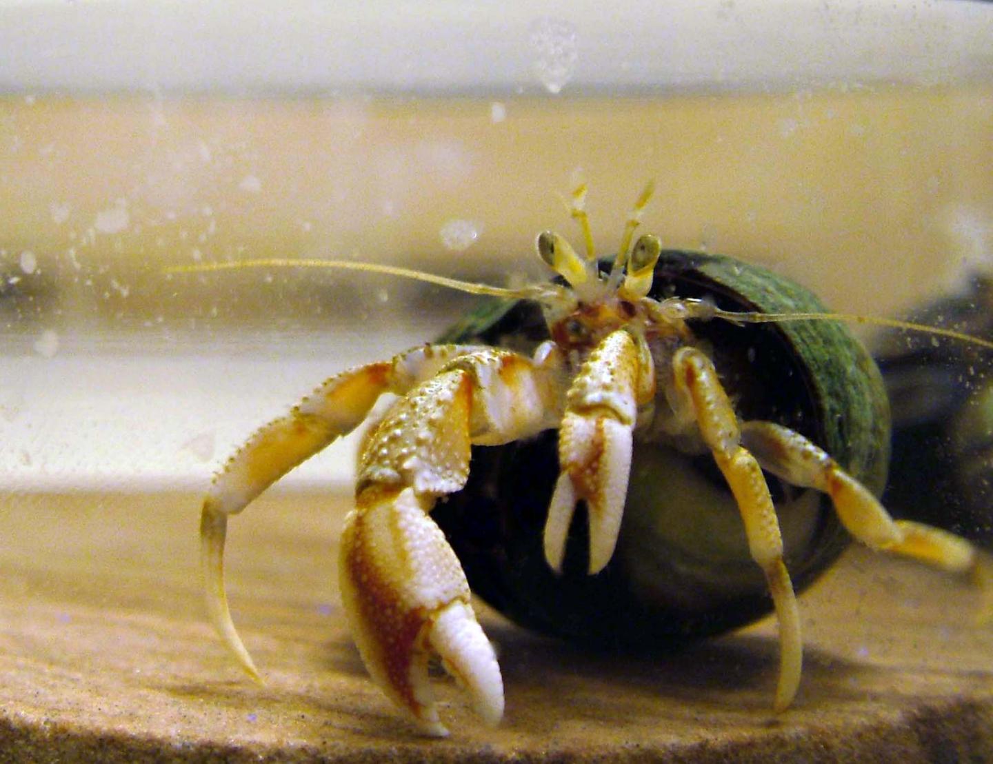 Hermit Crab