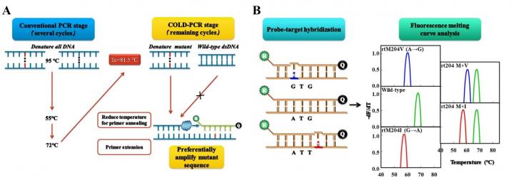 New Test Offers Improved Diagnosis and Management of Chronic Hepatitis B