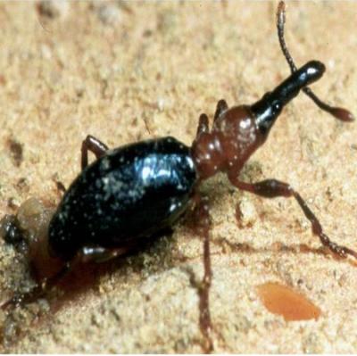 The Sweetpotato Weevil, <i>Cylas formicarius</i> (Fabricius)