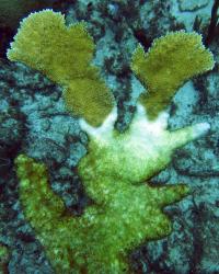 Diseases in Caribbean Coral Reefs Spike During El Nino Years (2 of 2)