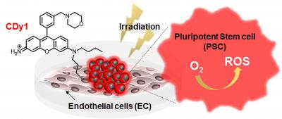 New Method to Make Stem Cell Treatment Safer